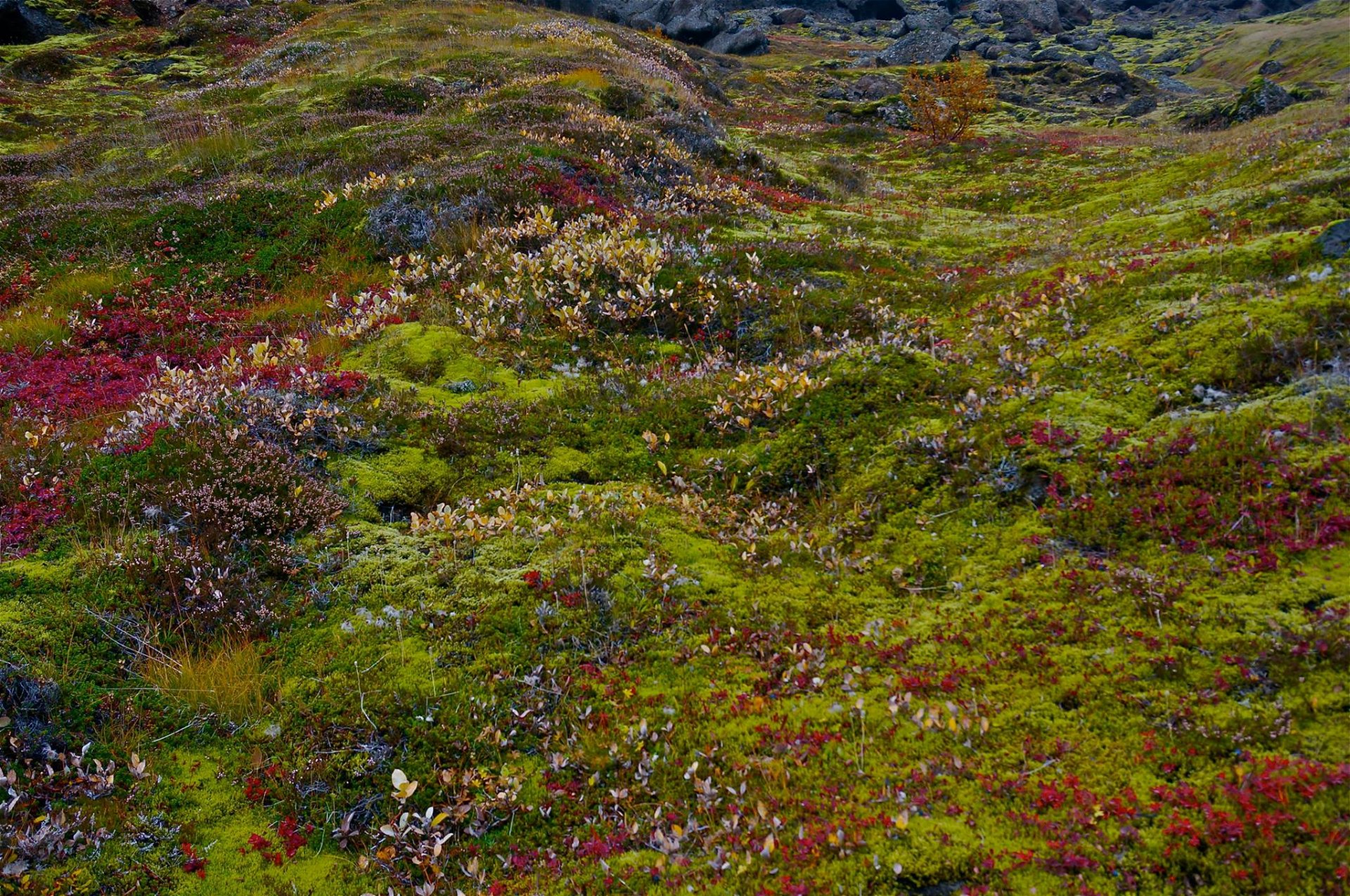 Hagnaður Lánasjóðs sveitarfélaga 1.131 m.kr. á fyrri hluta ársins 2024